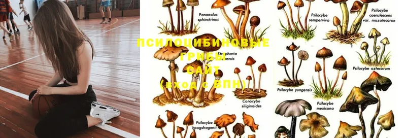 Псилоцибиновые грибы Psilocybe  даркнет сайт  Анива 